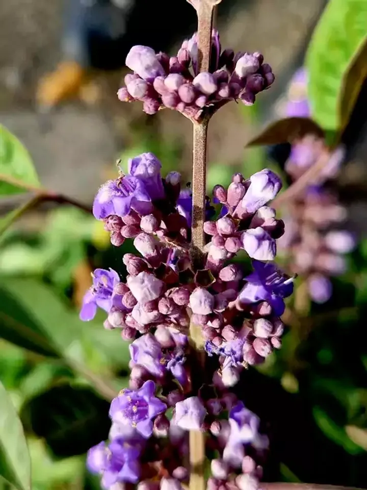 vitex-negundo-3