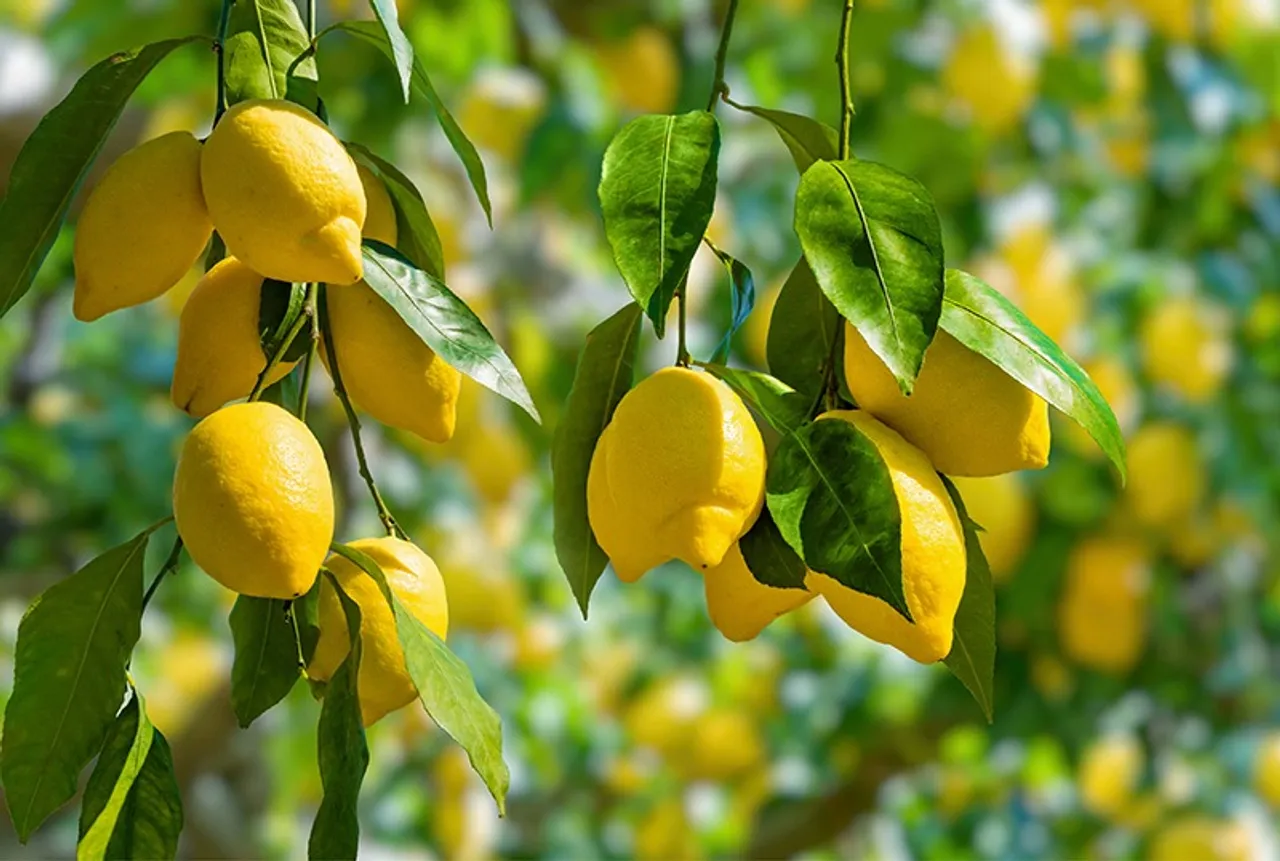 Decoding-Yellow-Leaves-On-A-Lemon-Tree