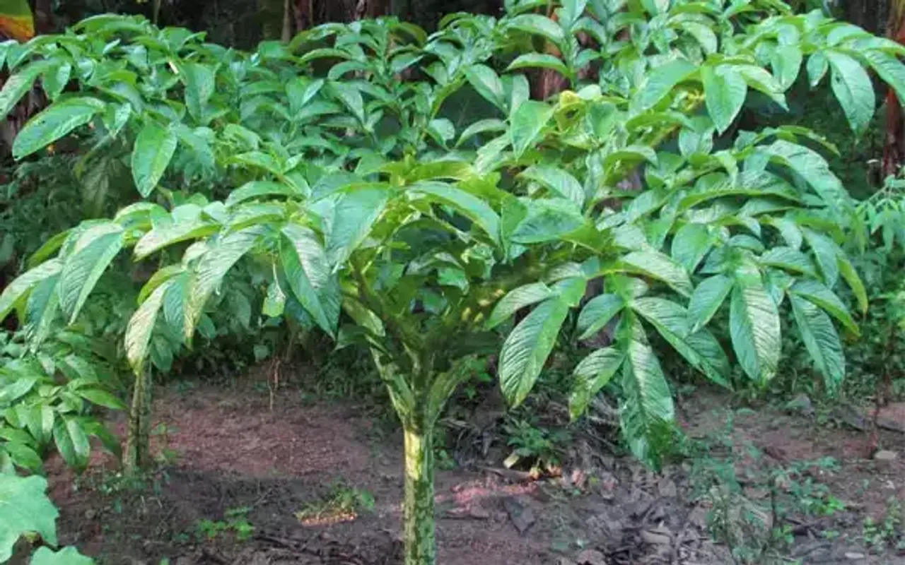 bba68f40ea90230245d704517850601b