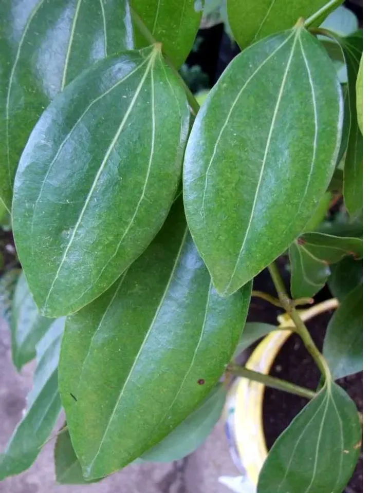 cinnamomum-verum-2