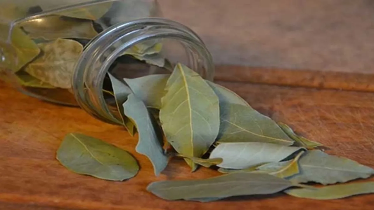 leafkaruvva-1699378274