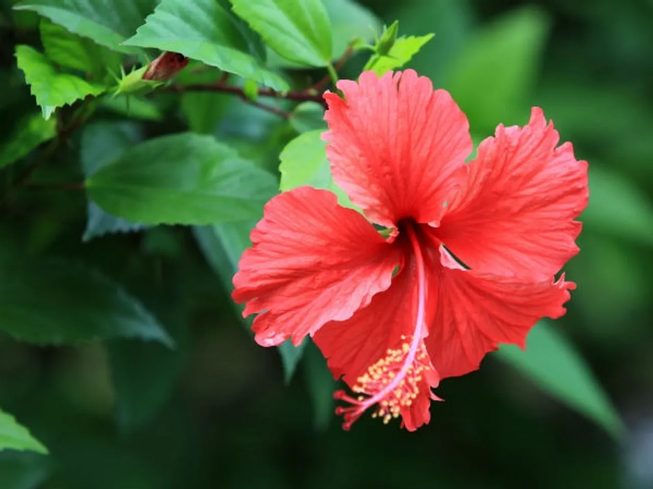 16-1431777036-14-1431605584-22-1395493419-hibiscus-flower-600-jpg