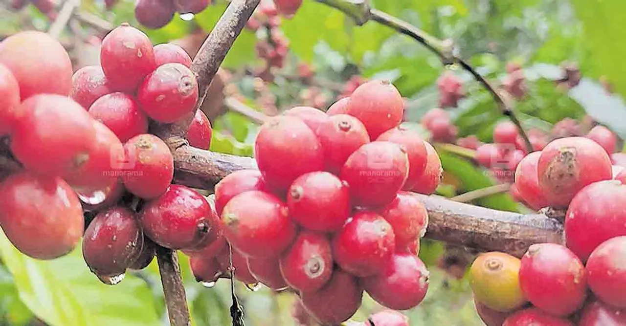 wayanad-coffe-farmingL