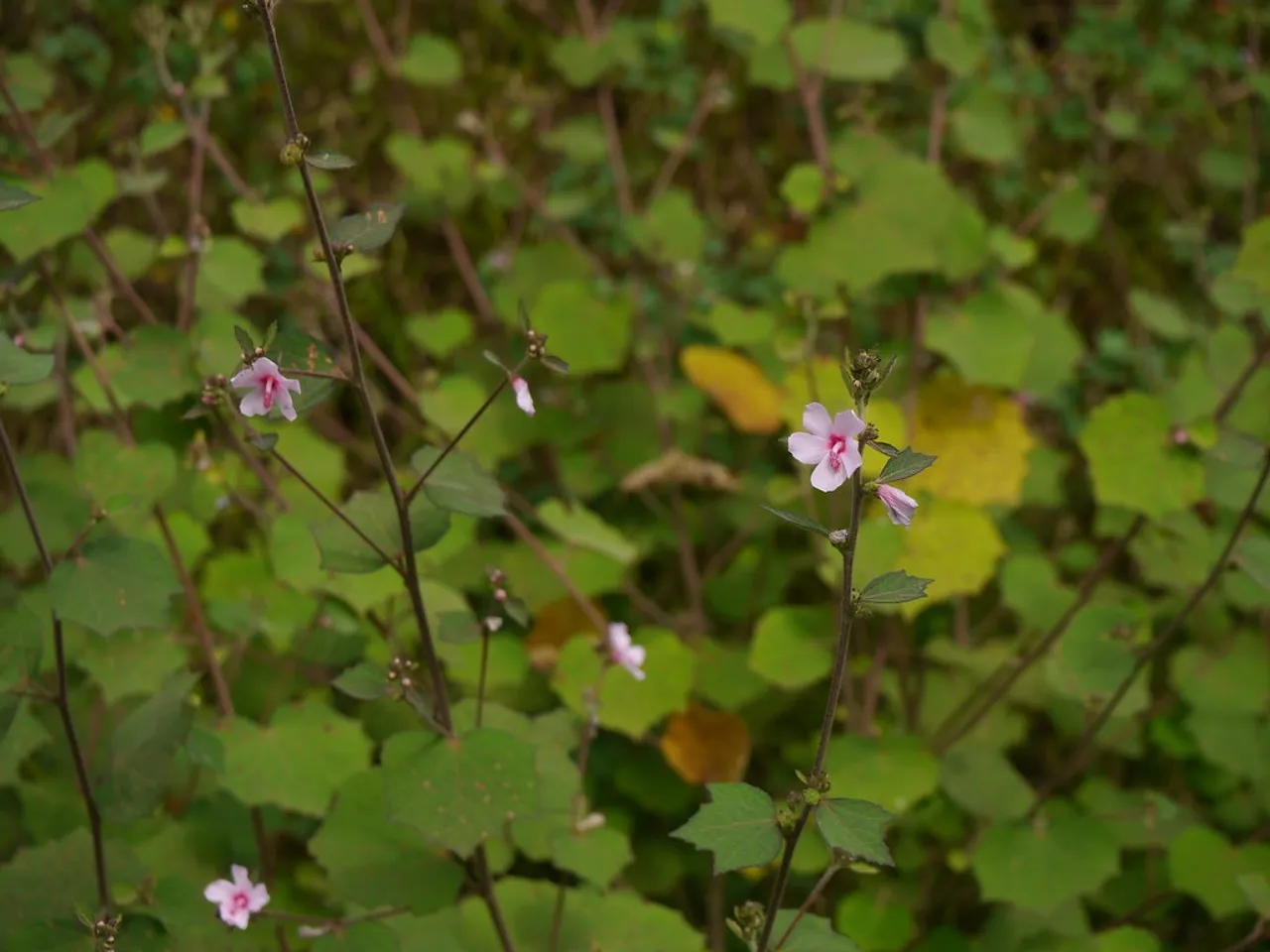 31213763876_53a399bc6d_b