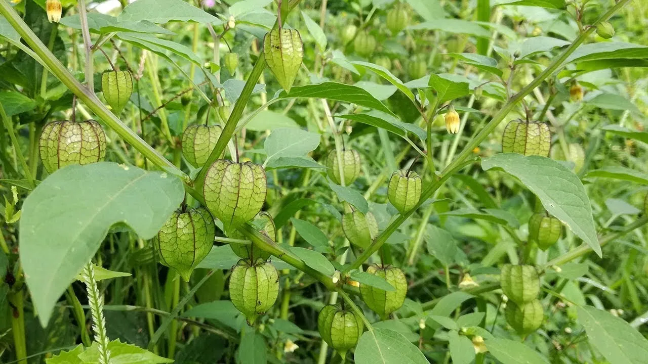 5d44061437c251564739092