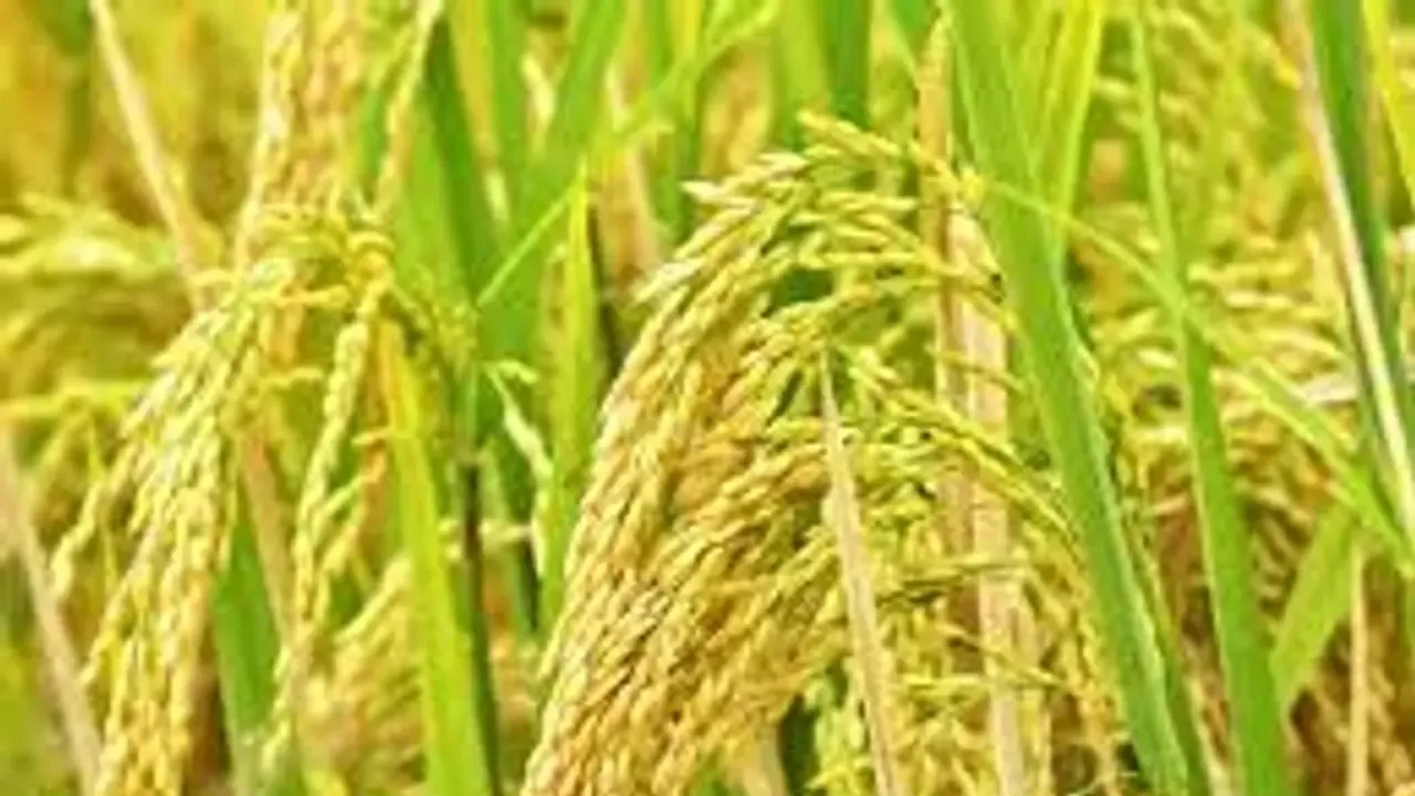 w-1280,h-720,imgid-01gfb6y1vbkrxkex53m7crzef9,imgname-download--2-