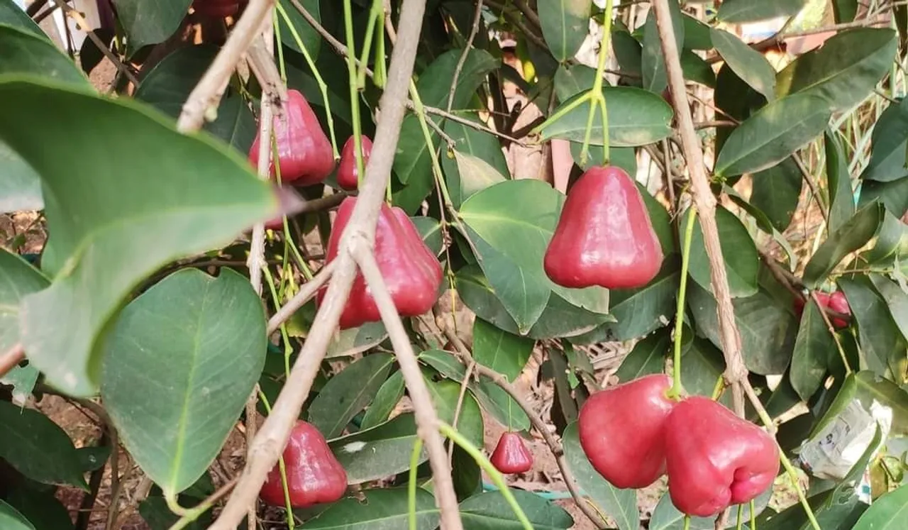 FB_IMG_1615647781345