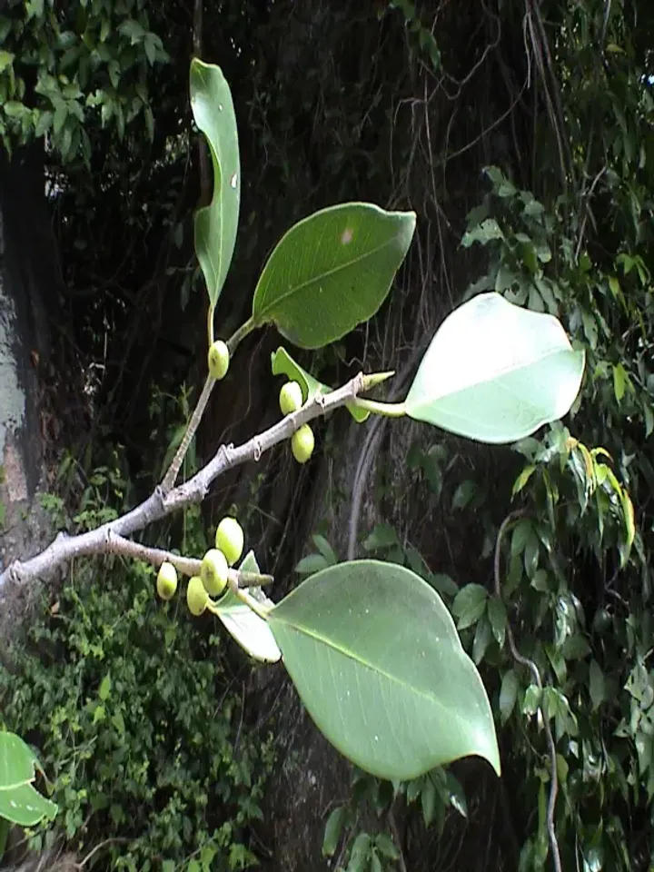 ficus-microcarpa-3