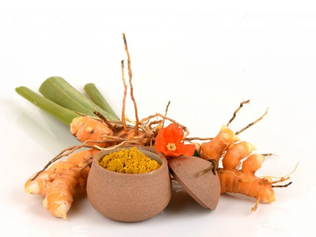 wildturmeric-24-1482555015