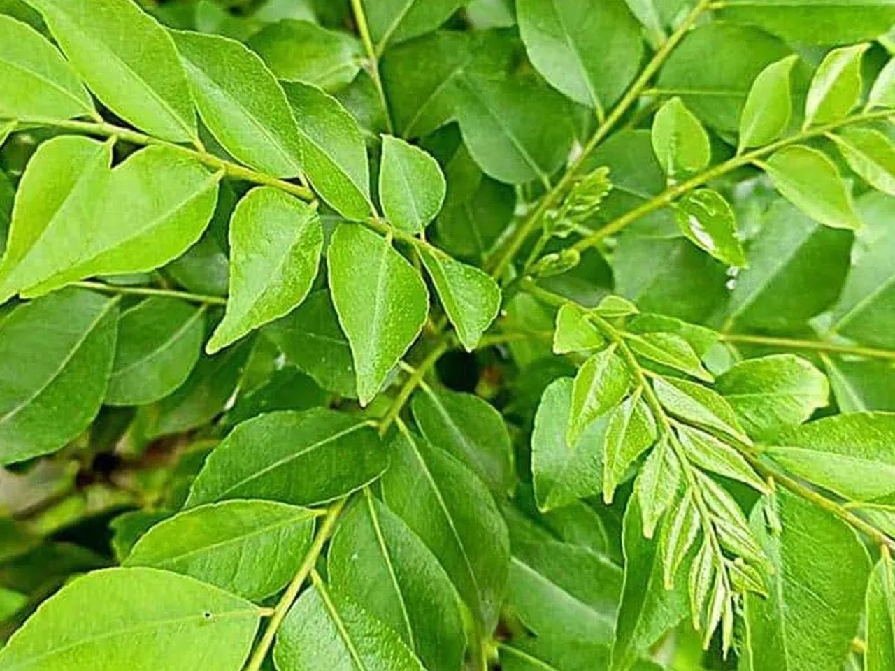 212106-curry-leaves-1