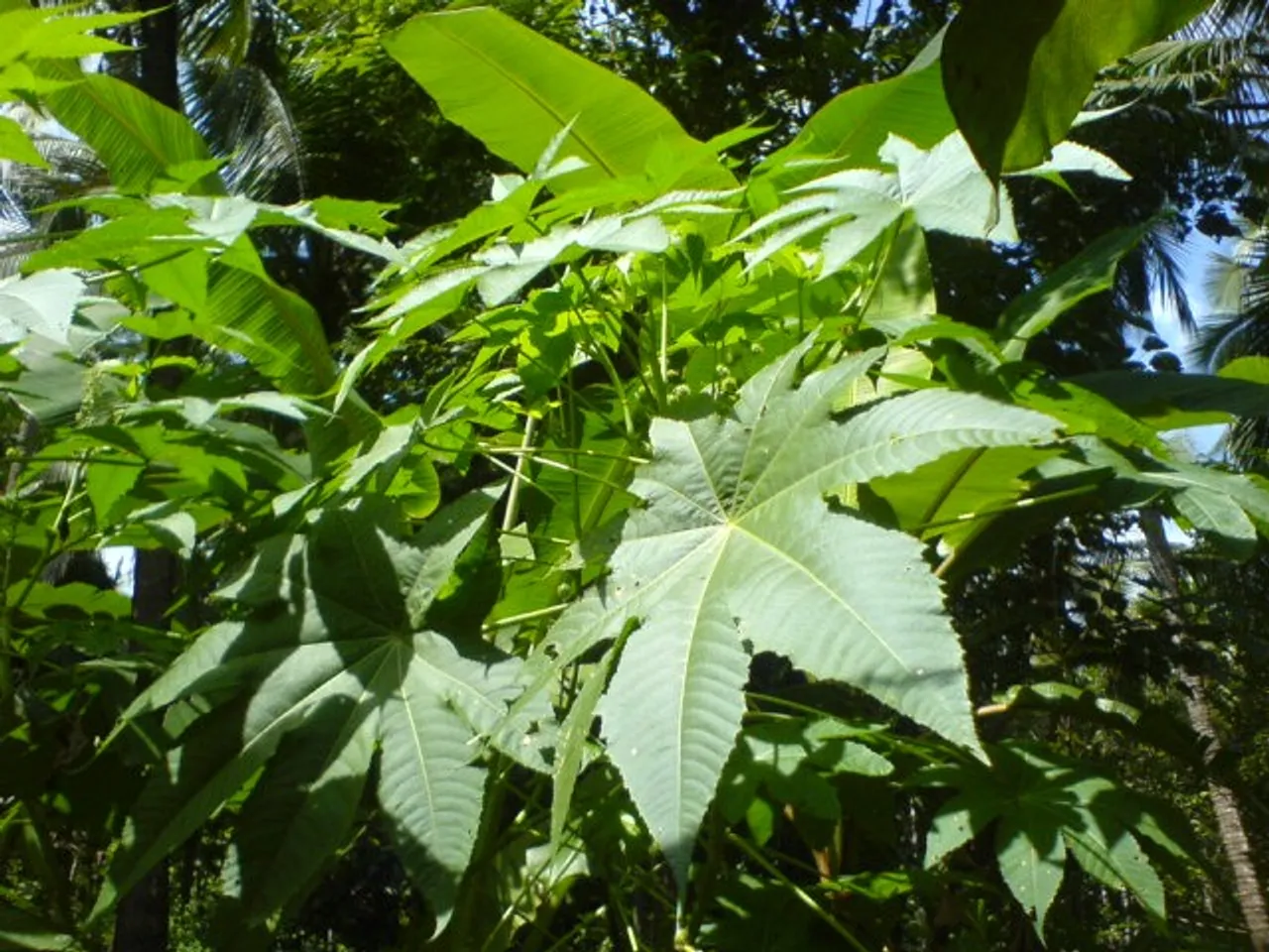 castor-oil-plant-aavanakku