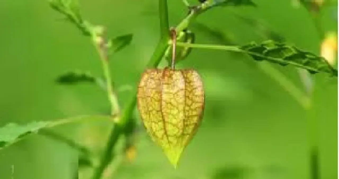 chanthattam-fb-cover-1-17-750x396