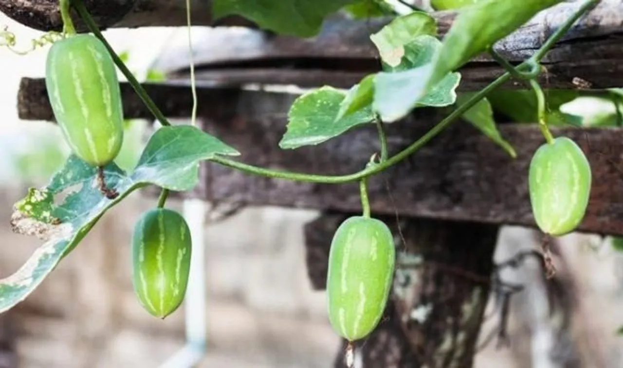 kovakka-vzthkws8xhhmqjpfwki8lc