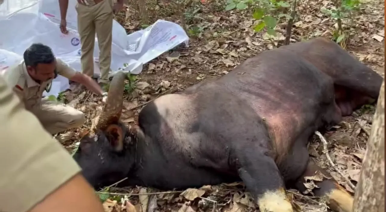 wild animal found dead