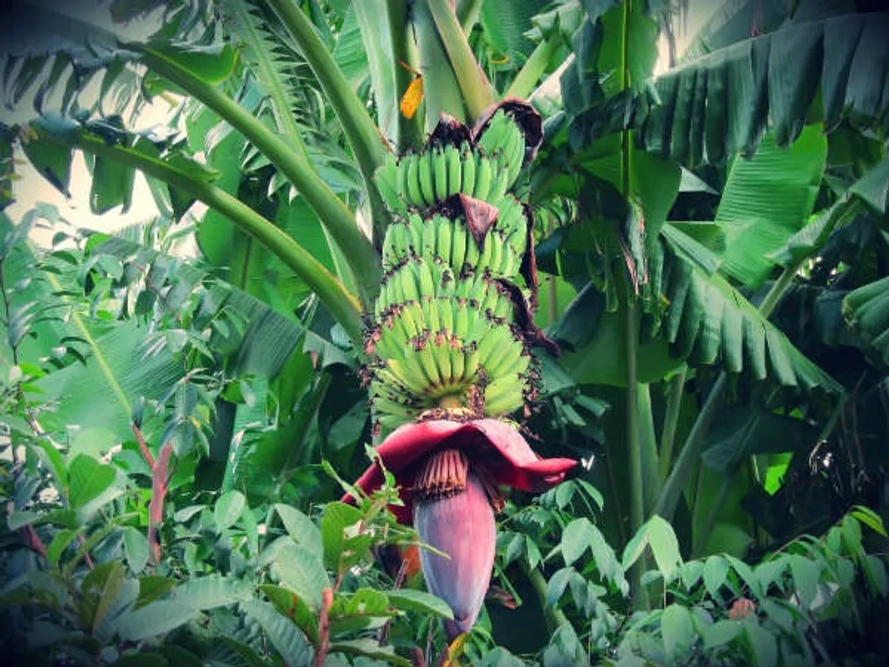 04-1459745484-2-banana-flower-1534472313-1537253610