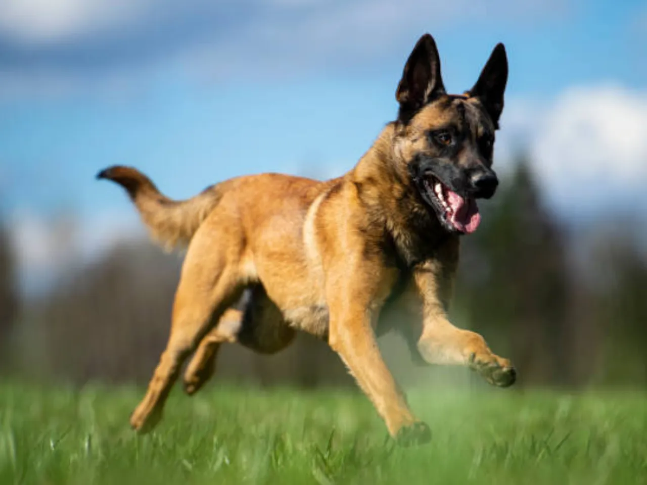 belgian shepherd