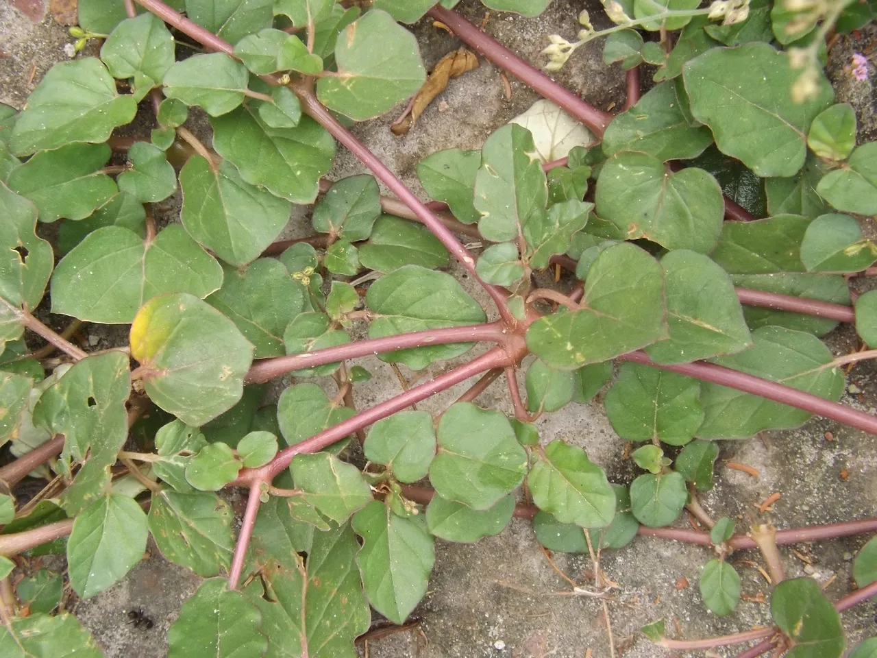 boerhavia_diffusa_08