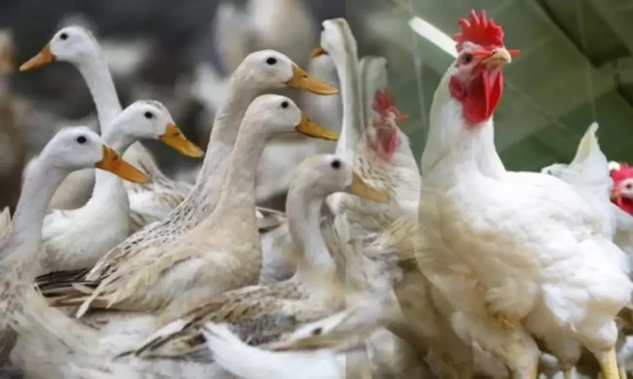 1500x900_1425052-pakshipani-thumb