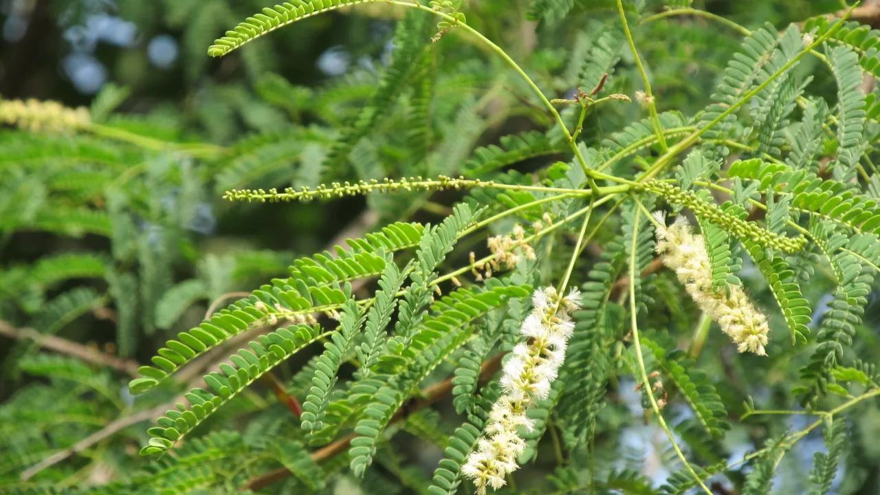 Acacia-catechu-1-scaled