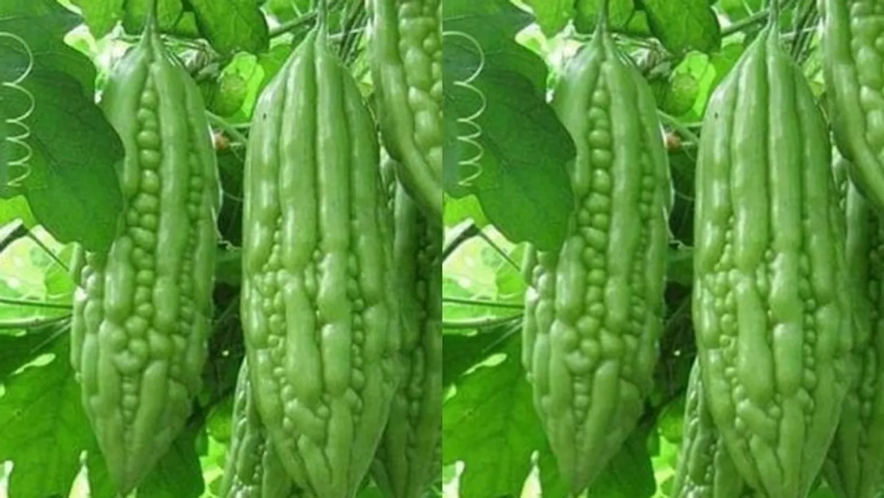 these-6-health-benefits-can-be-obtained-by-eating-bitter-gourd-regularly_170868949500