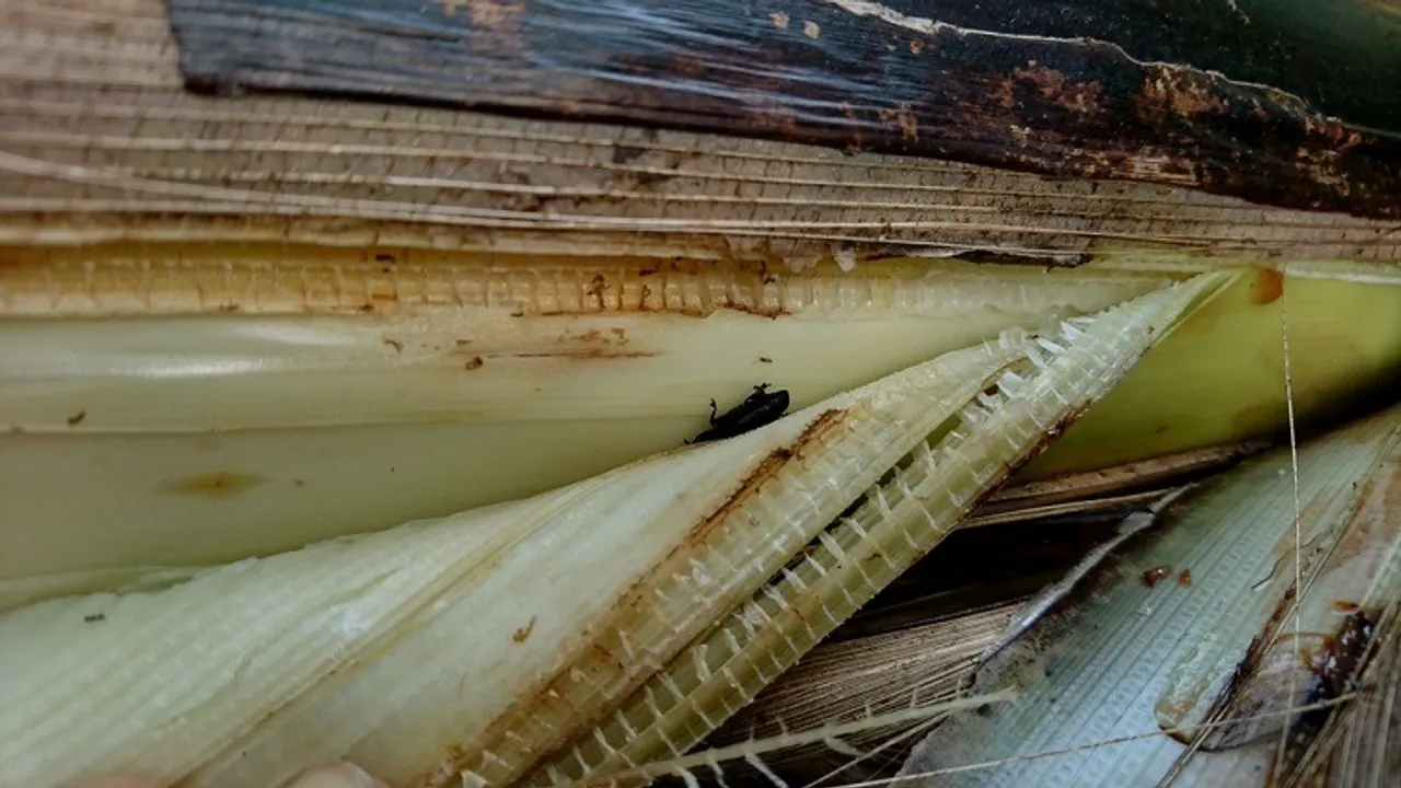 2.-Historical-Context-of-Banana-Fiber