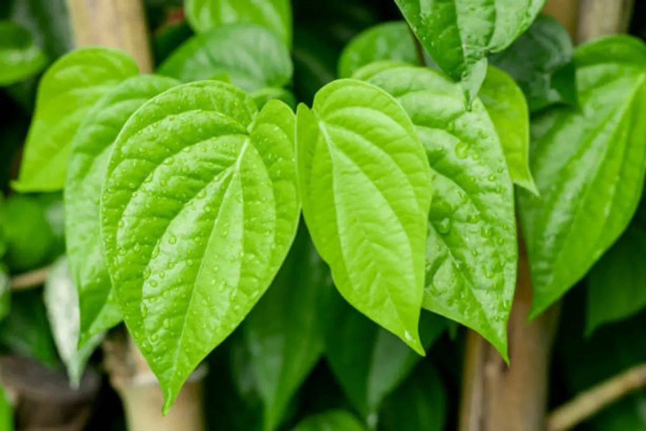 betel-leaf1