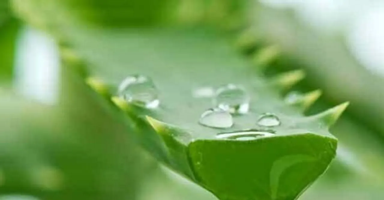 health-tips-regular-use-of-aloe-vera-juice-has-these-benefits_167320185340