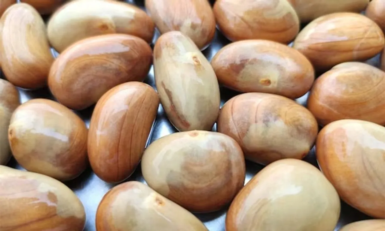 jackfruite-seed-897x538