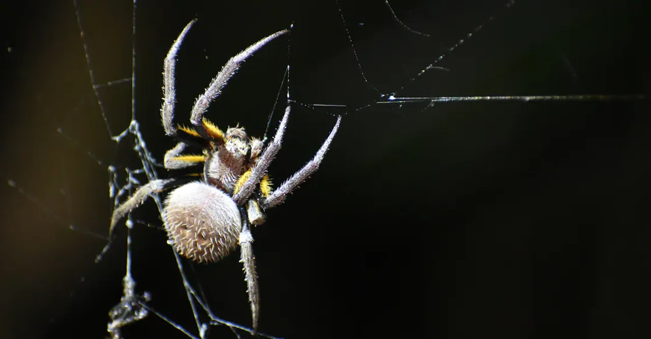 cyclosa-decoy-spider-defense
