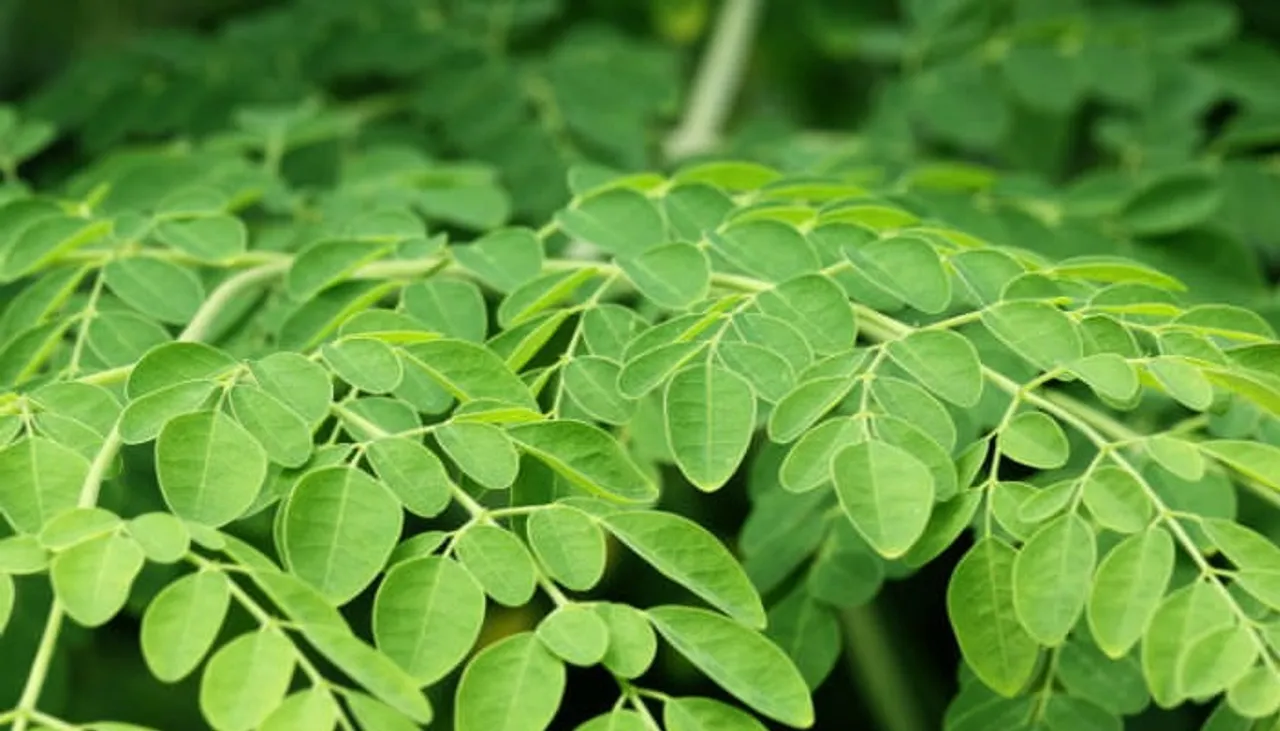 Drumstick-leaves_1280x720xt