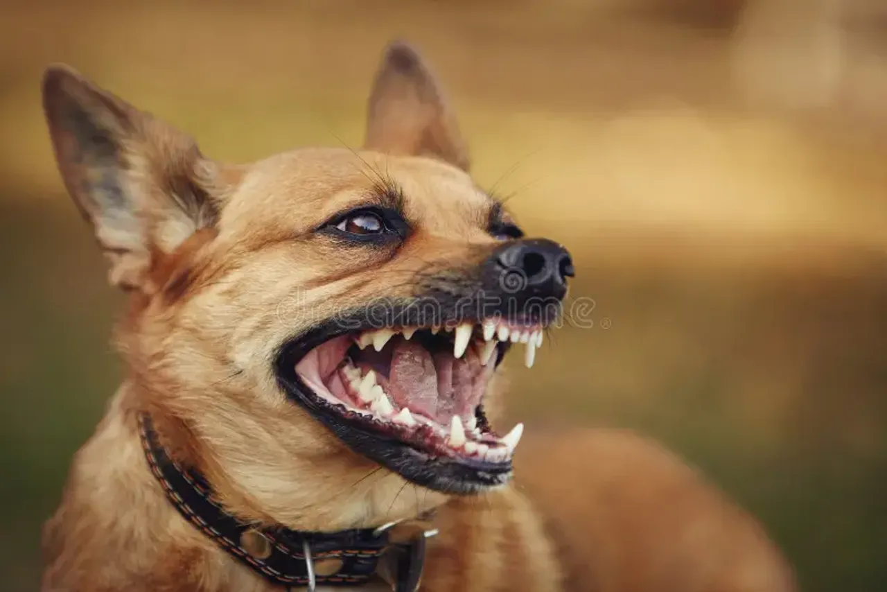 angry-dog-angry-dog-growls-people-street-213637605