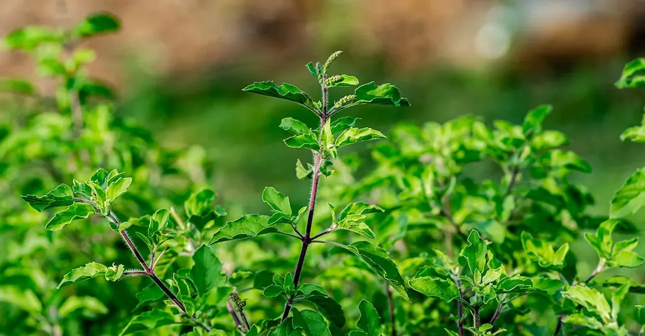 tulsi-vivah-planting-for-prosperity