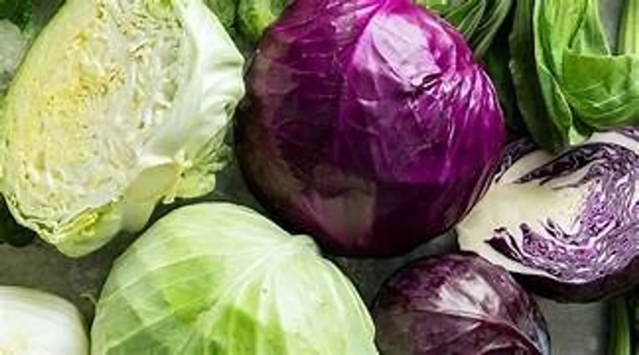 Cabbage1