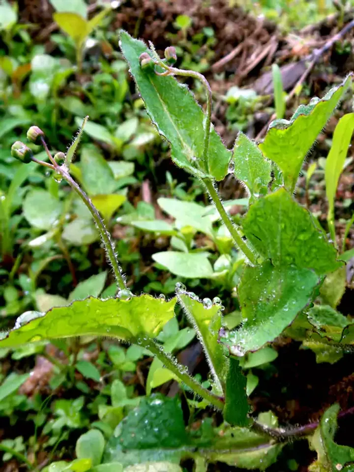 emilia-sonchifolia-1