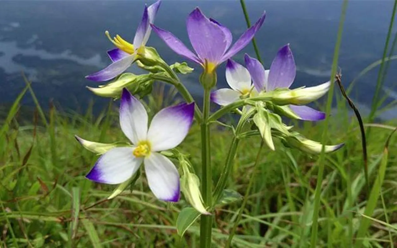 kannanthaly-e169347747864354433