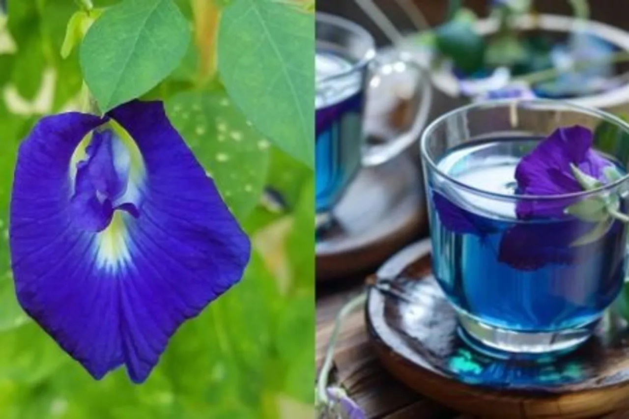 Shankupushpam-Tea-health-Benefits-450x300-1