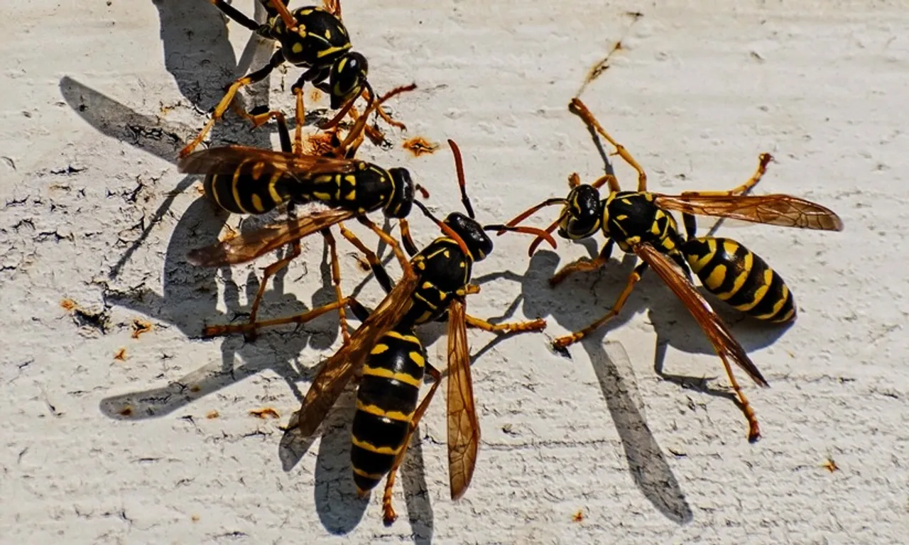 1294743-wasp