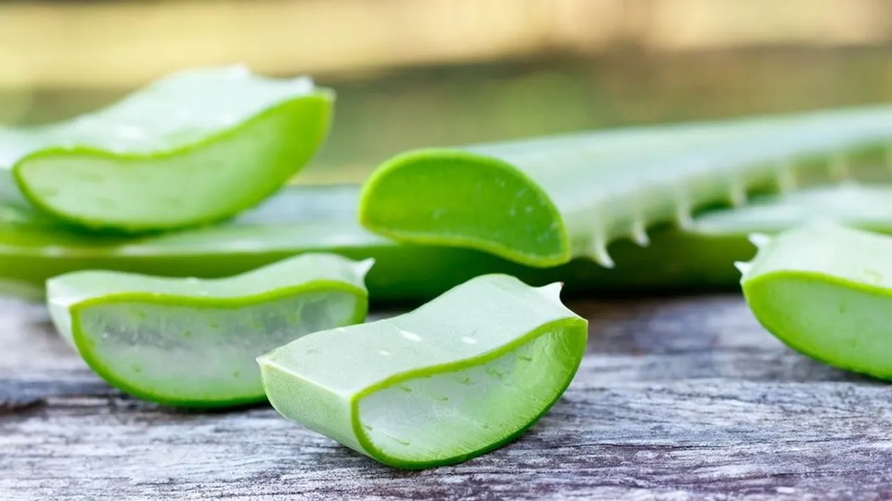 100015-aloe-vera