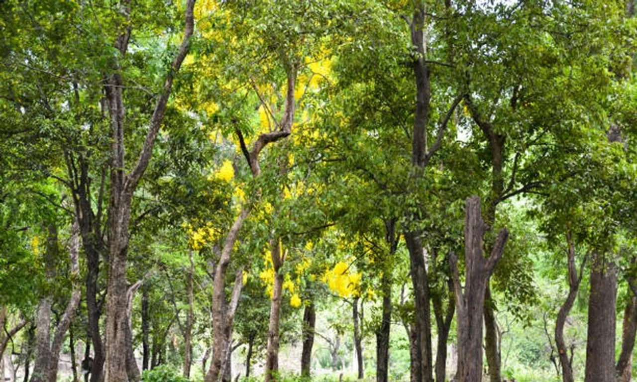 2062575-sandalwood-tree