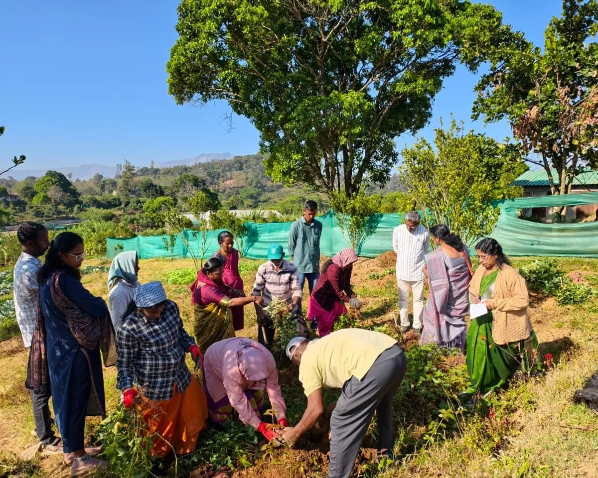 Innovative tuber crops