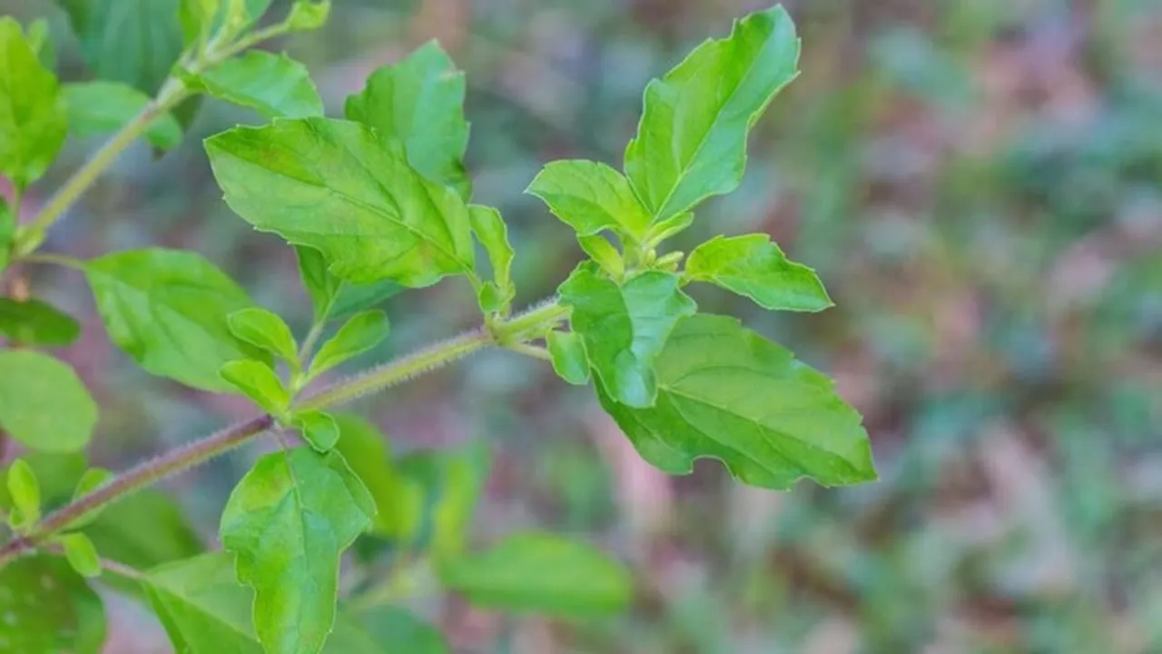 vLXC4sJxgGAkqFAAhhOO