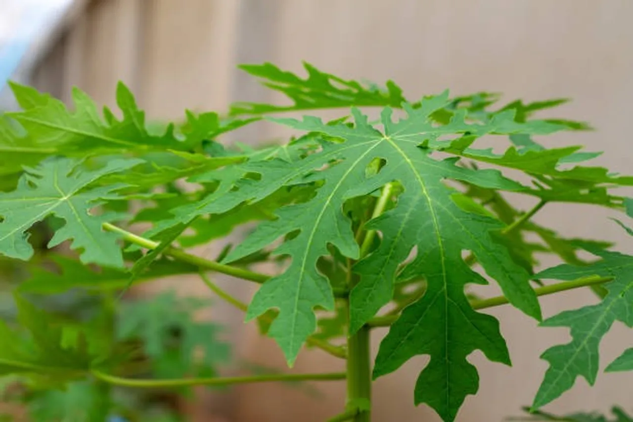 papaya-leaf2