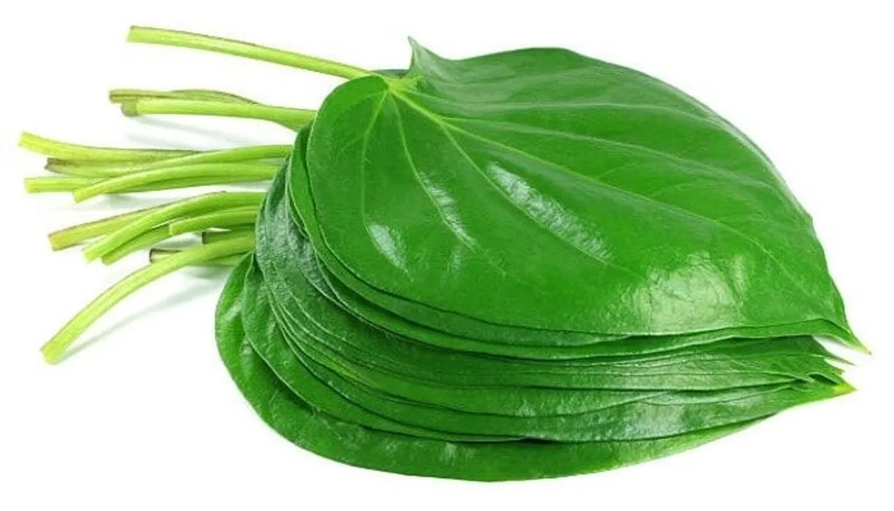240447-362616-betel-leaf-4