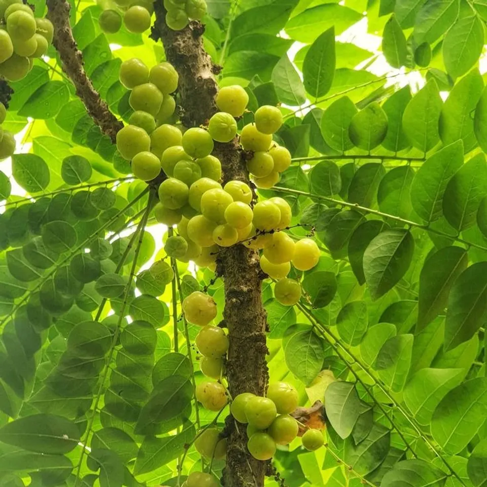 5fa72f9b88cab1b3d7692c4c8a25e892