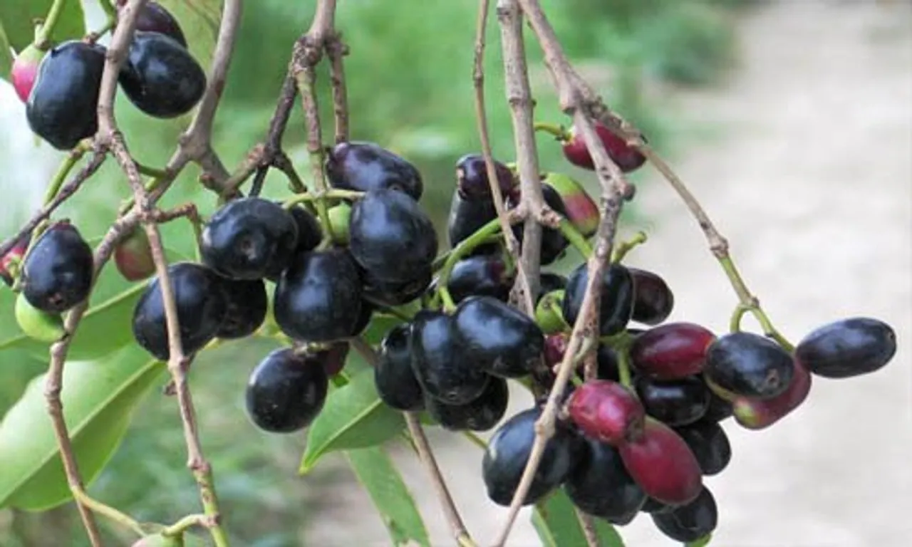 jamun-plants-and-fruits