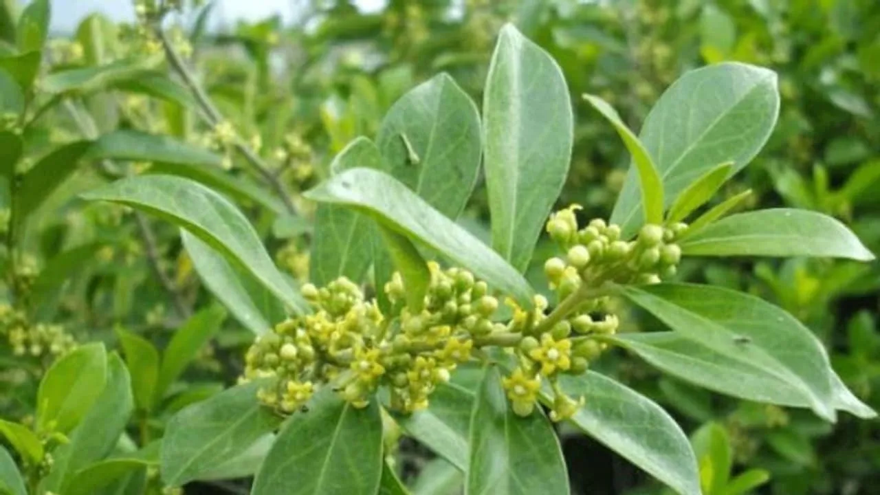 w-1280,h-720,format-jpg,imgid-01efjwjemepca0b1e7g7fkne5e,imgname-new-project-jpg