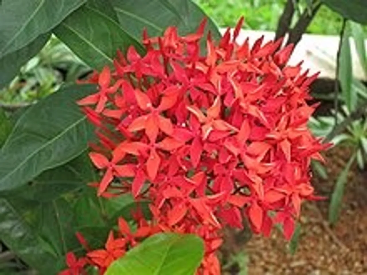 Ixora_coccinea_-_ചെത്തി-6