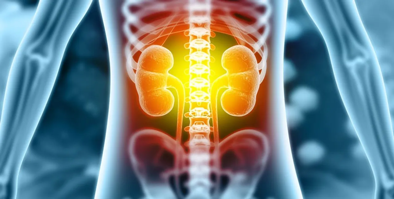 850-KIDNEYS-GettyImages-1343476446