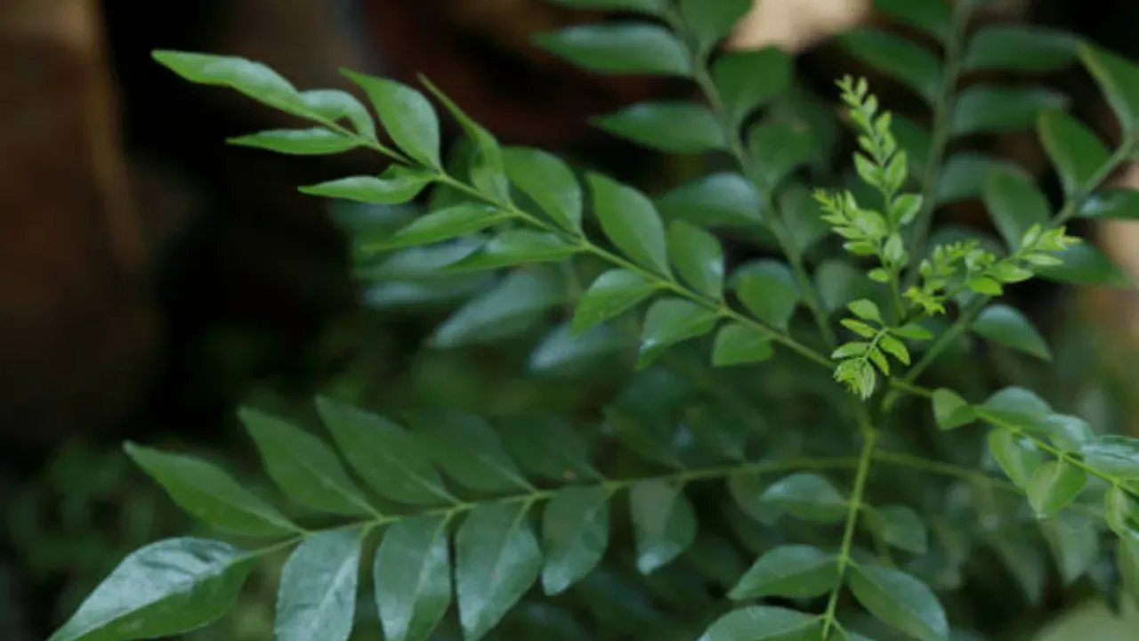 curry-leaves