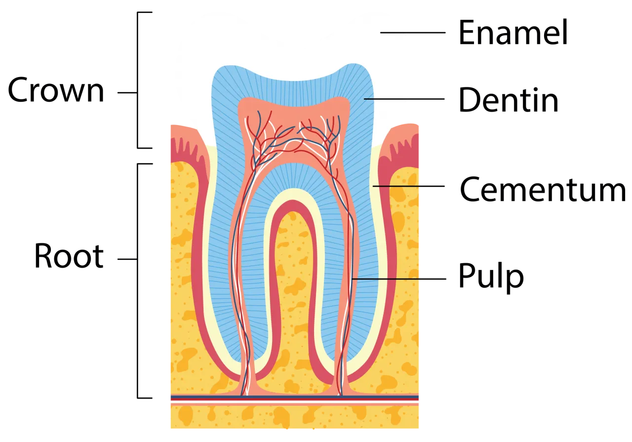 shutterstock_1296166558